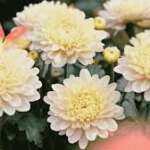 November Pineview Calendar