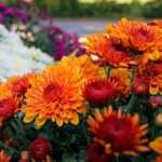 November Sunrise Calendar