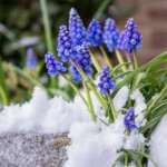 January Pineview Calendar