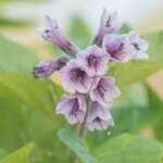 March Pineview Calendar