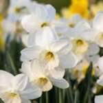 March Sunrise Calendar