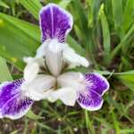 July Pineview Calendar